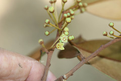 Chrysophyllum cainito